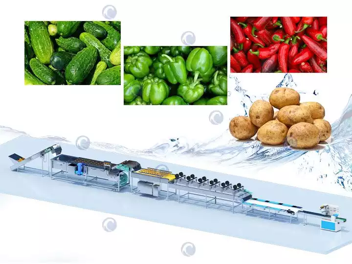 Linha de lavagem de frutas e vegetais | Máquina de lavar vegetais