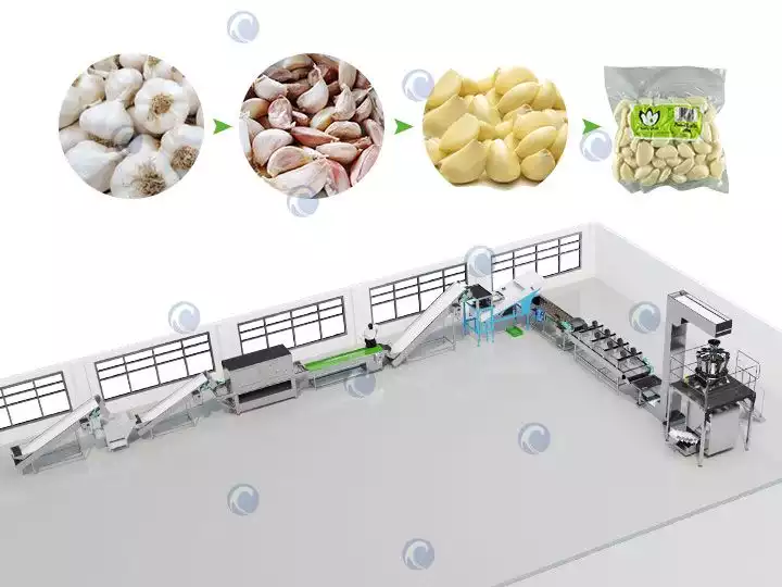 Garlic processing plant