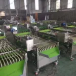 jujube processing factory