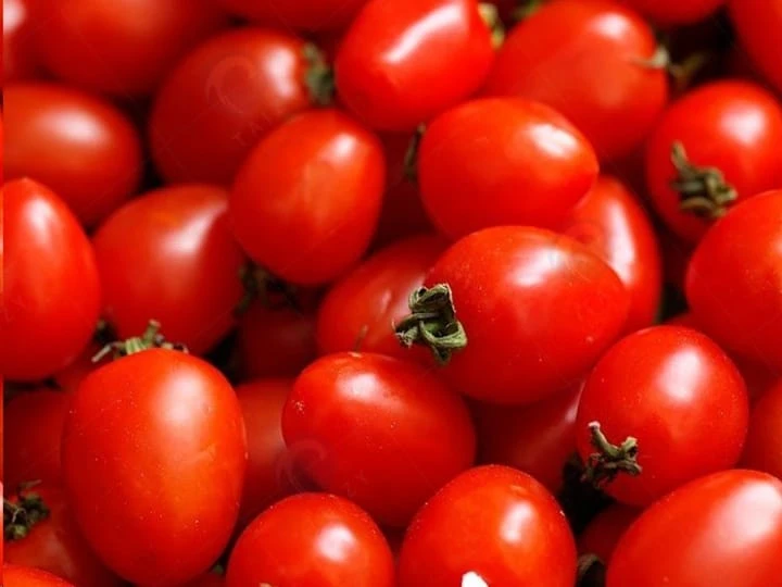 Tomates cherry lavados con una máquina limpiadora de cepillos