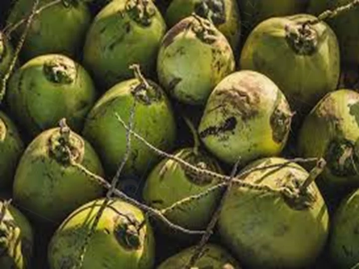 Coconuts before peeling