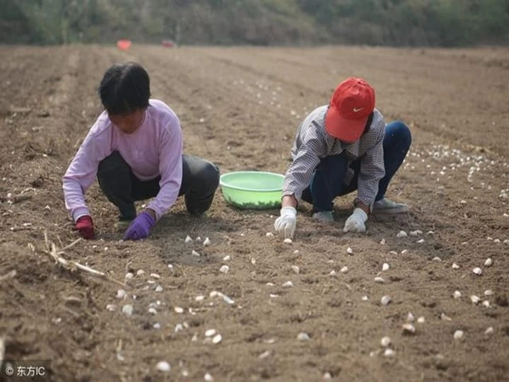 People are busy planting garlic.