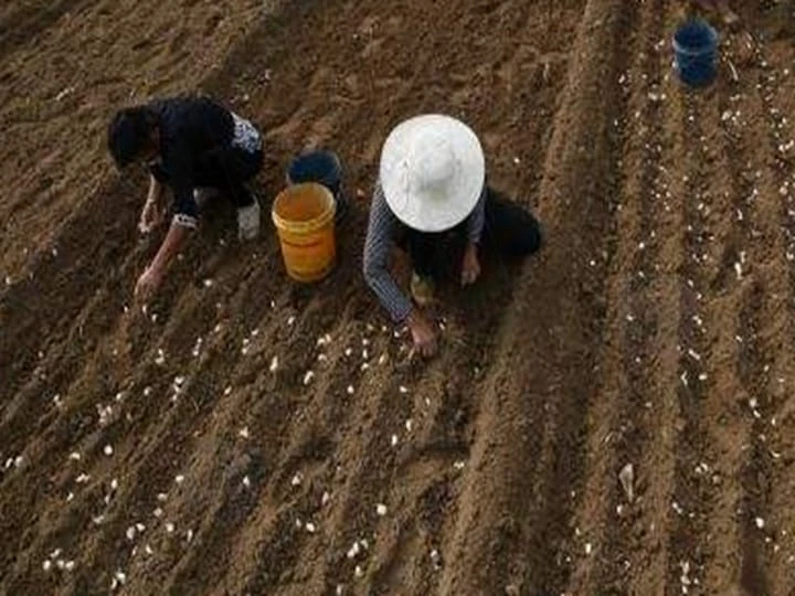 Plantación de ajo