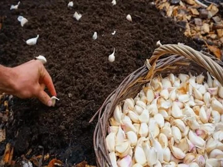 Garlic planting