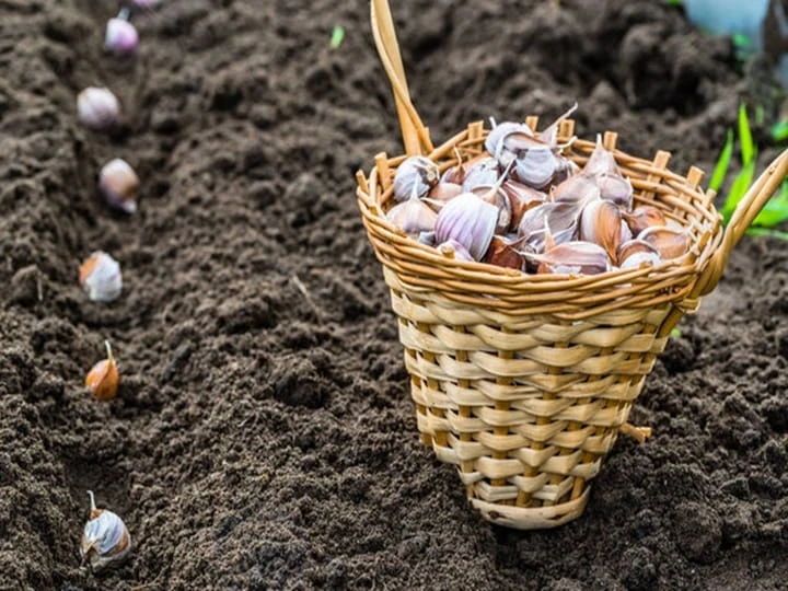 Dentes de alho esperando para serem plantados