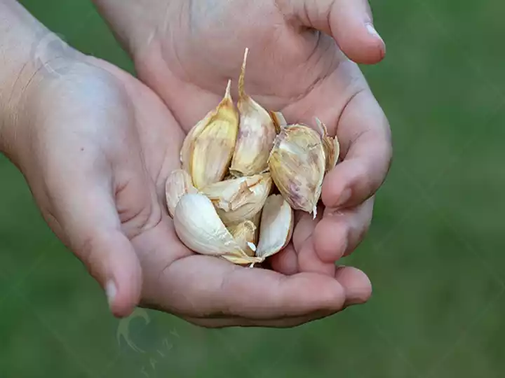 Garlic cloves