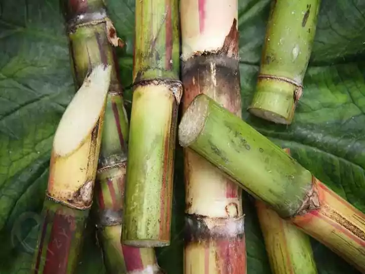 Make sugar cane wine