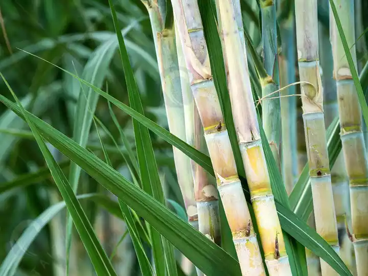 Peeling sugar cane